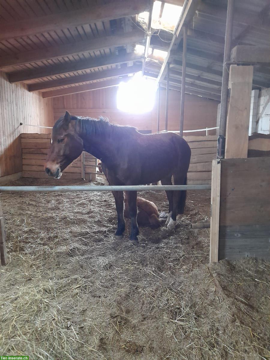 Stallteil mit Paddock & Weiden zu vermieten, Neunkirch SH