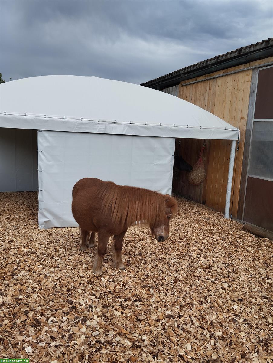 Bild 3: Stallteil mit Paddock & Weiden zu vermieten, Neunkirch SH