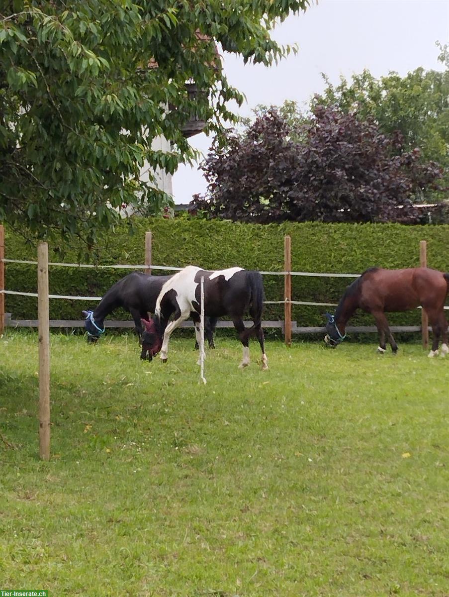 Bild 4: Stallteil mit Paddock & Weiden zu vermieten, Neunkirch SH