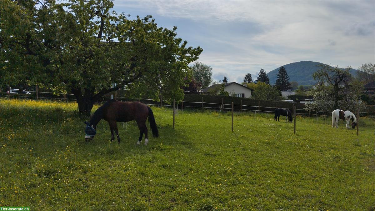 Bild 5: Stallteil mit Paddock & Weiden zu vermieten, Neunkirch SH