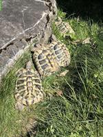 Griechische Landschildkröten ( 2-4) abzugeben