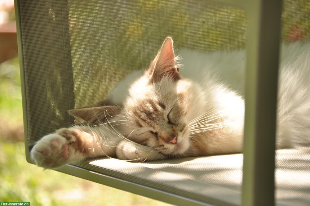 Birma Katze mit Nahrungsunverträglichkeiten