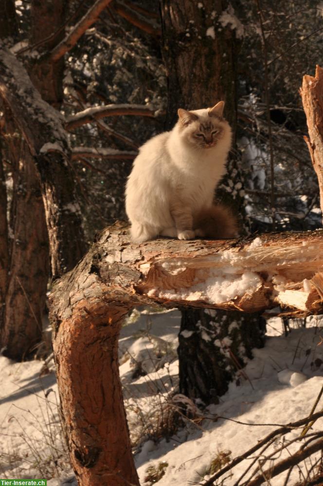 Bild 2: Birma Katze mit Nahrungsunverträglichkeiten