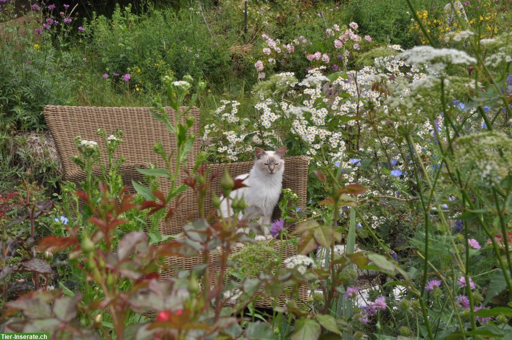 Bild 3: Birma Katze mit Nahrungsunverträglichkeiten