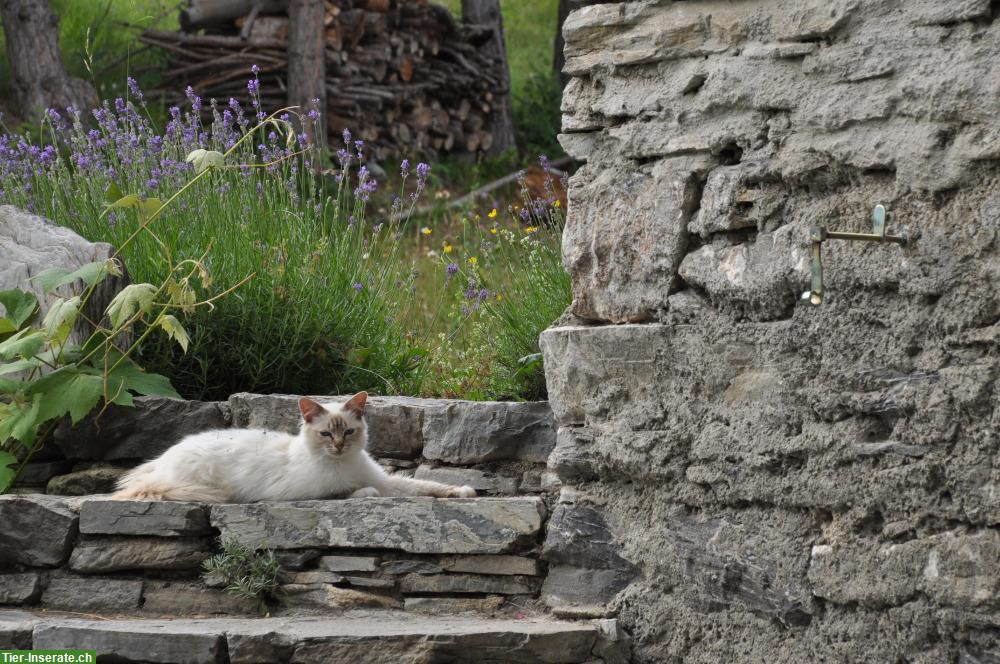 Bild 4: Birma Katze mit Nahrungsunverträglichkeiten