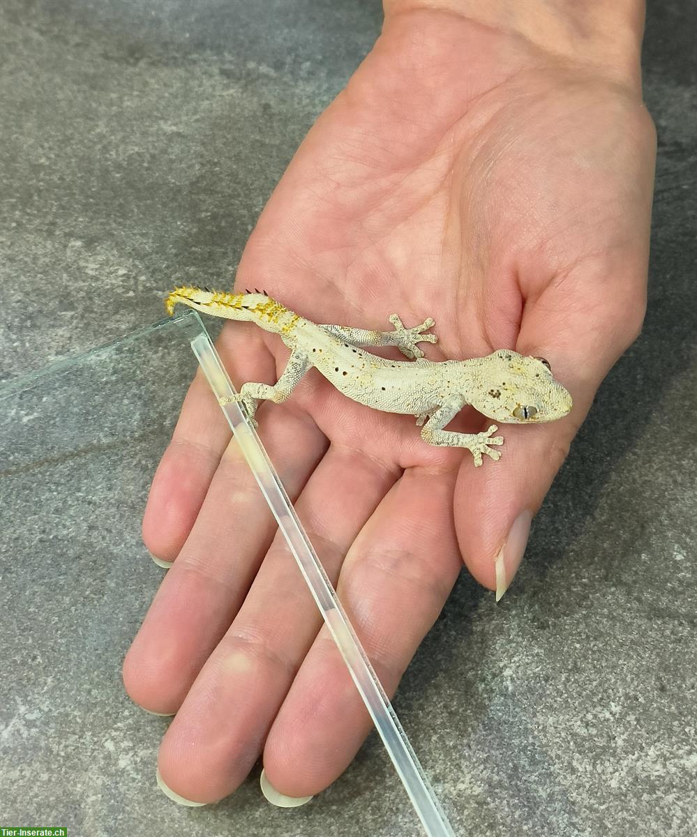 Strophurus ciliaris 1.0 CHNZ - Australischer Stachelschwanzgecko