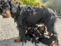 Gordon Setter Welpen zu verkaufen ab Ende November