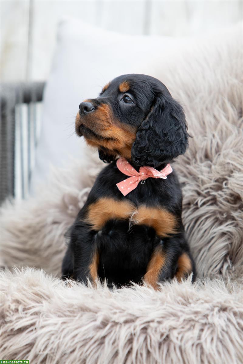 Bild 10: Gordon Setter Welpen zu verkaufen ab Ende November