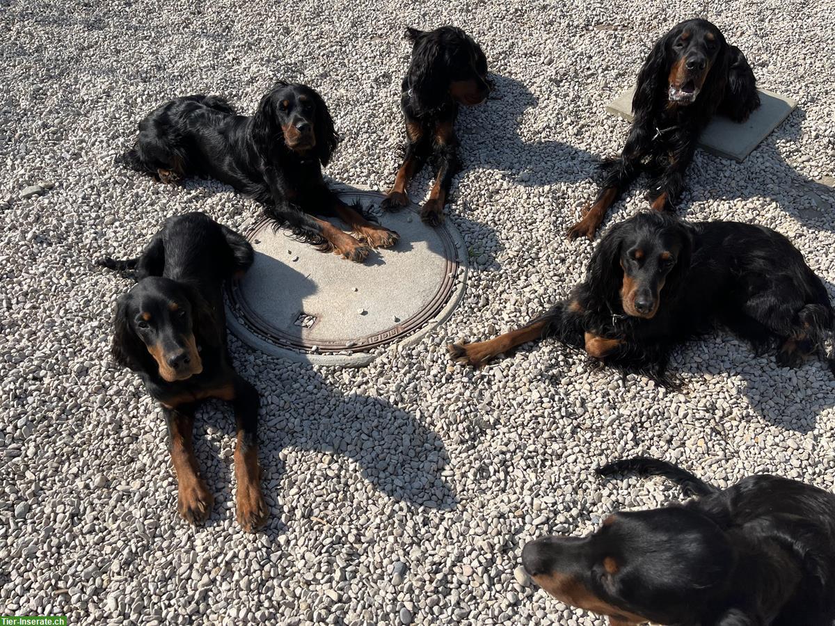 Bild 3: Gordon Setter Welpen zu verkaufen ab Ende November