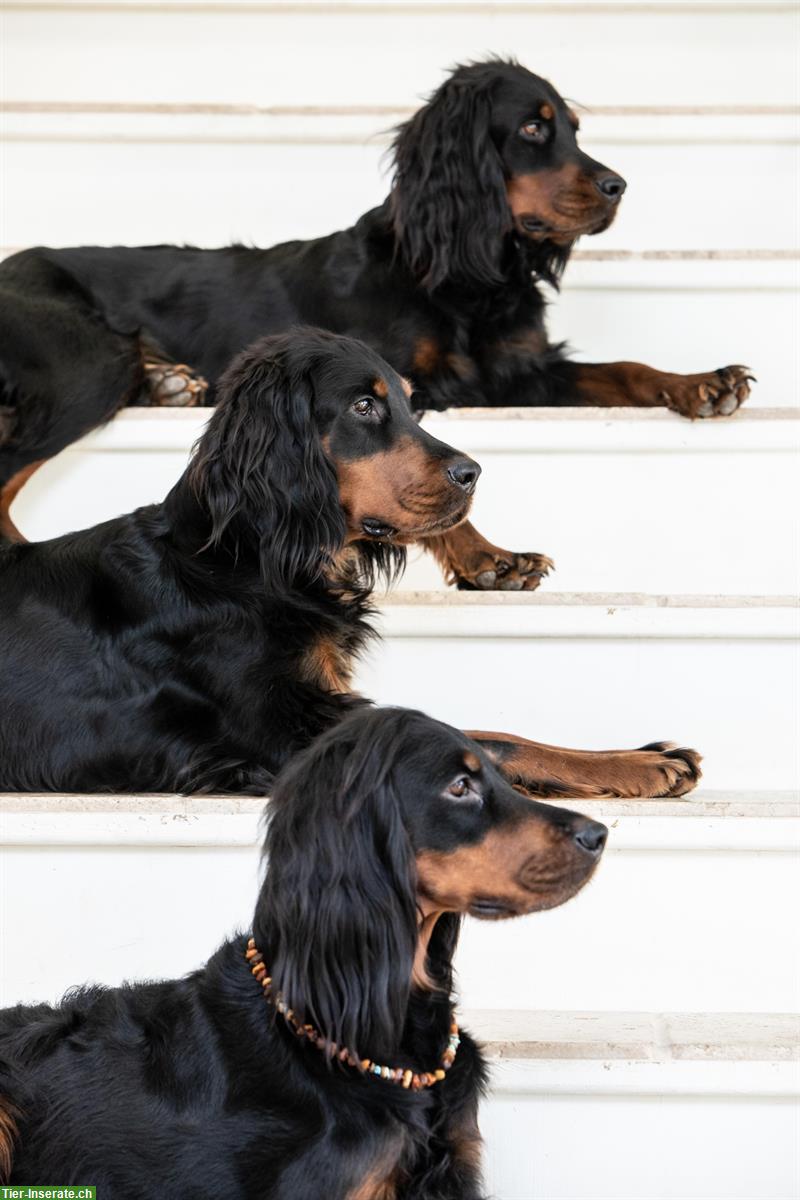 Bild 4: Gordon Setter Welpen zu verkaufen ab Ende November