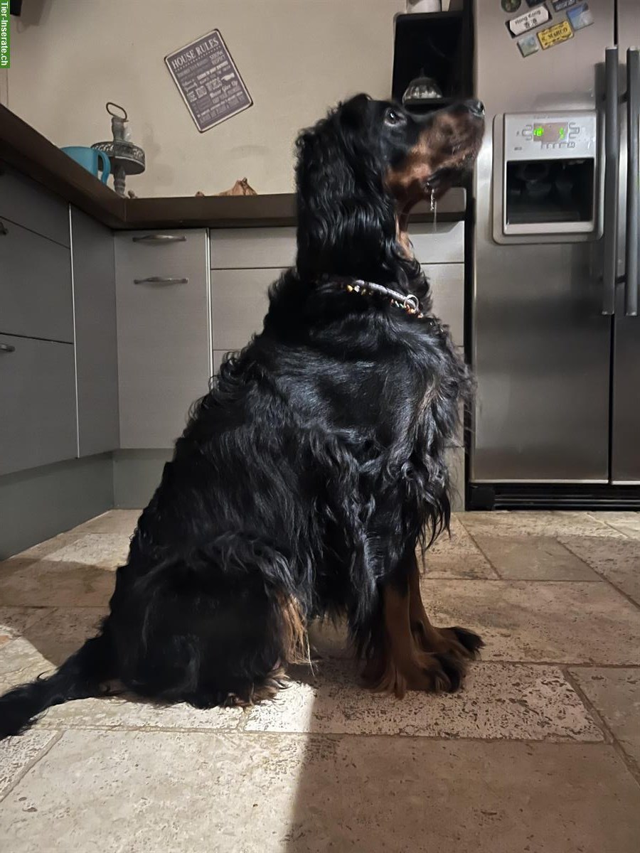 Bild 5: Gordon Setter Welpen zu verkaufen ab Ende November