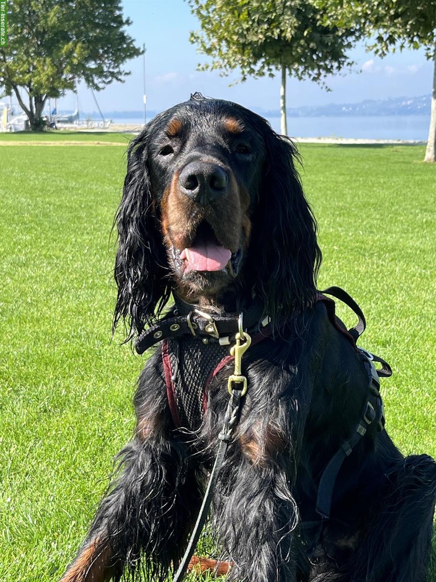 Bild 8: Gordon Setter Welpen zu verkaufen ab Ende November