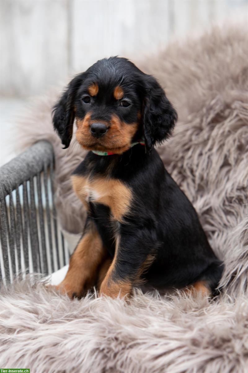 Bild 9: Gordon Setter Welpen zu verkaufen ab Ende November