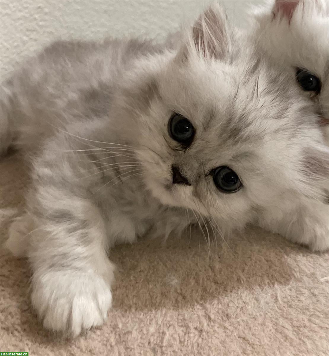 Bild 3: Chinchilla Perser Kitten, männlich & weiblich