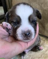 Mini Australian Shepherd Welpen / Junghund