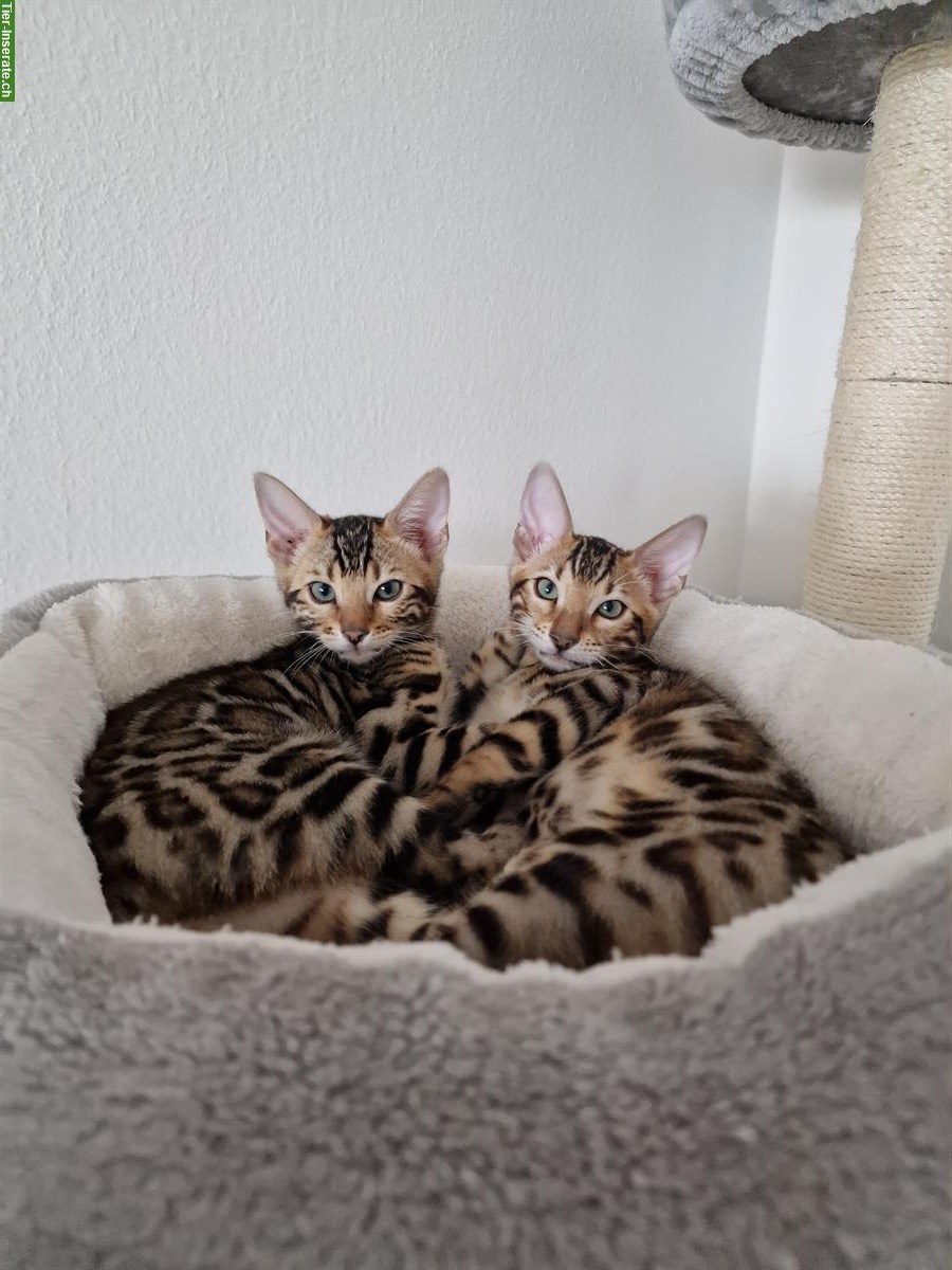 Reinrassige Bengal Kitten mit Stammbaum