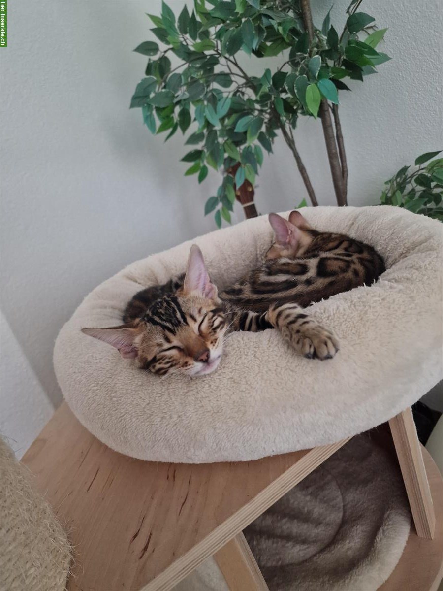 Bild 5: Reinrassige Bengal Kitten mit Stammbaum