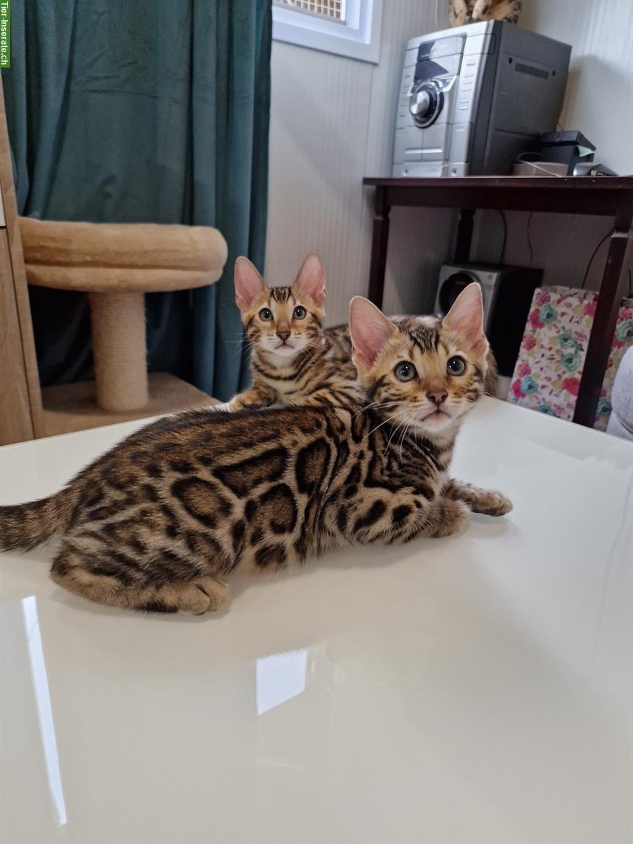 Bild 6: Reinrassige Bengal Kitten mit Stammbaum