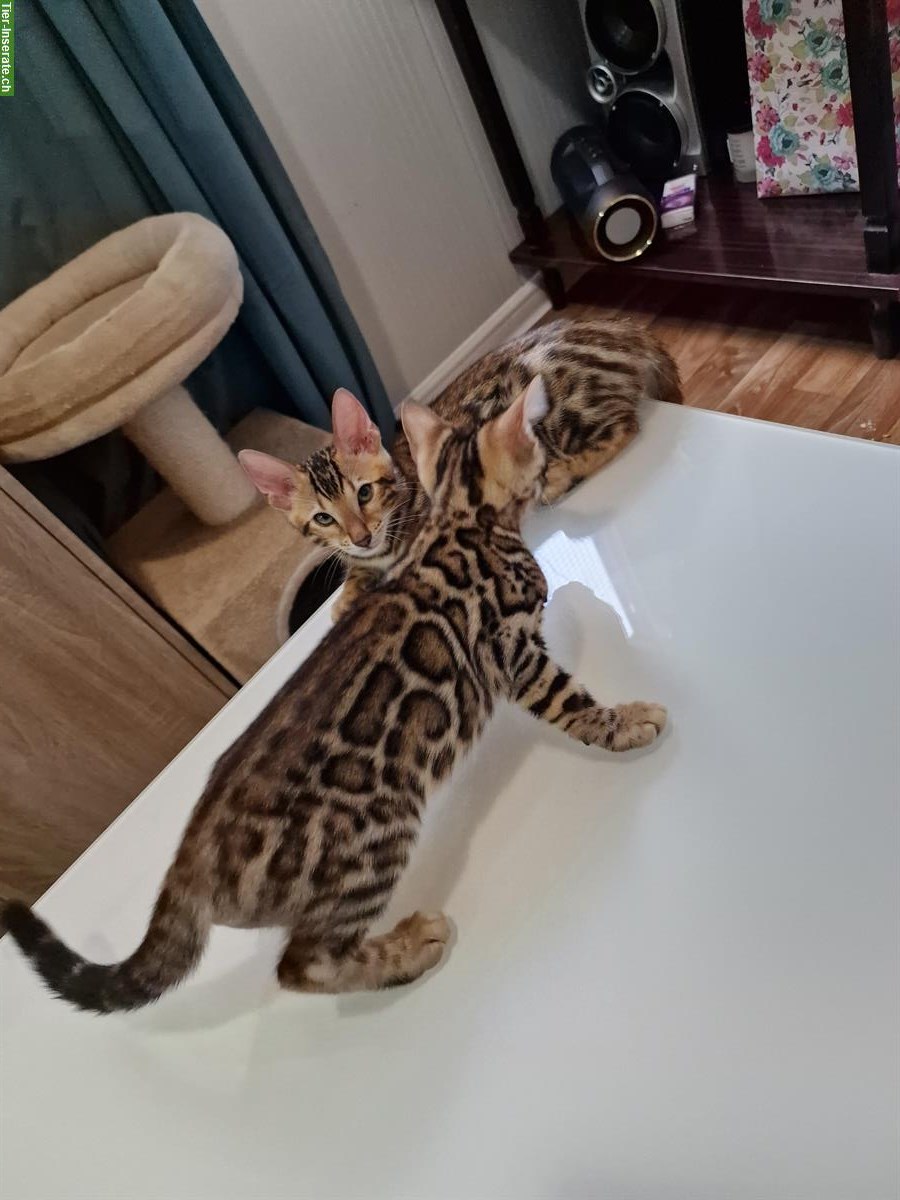 Bild 7: Reinrassige Bengal Kitten mit Stammbaum