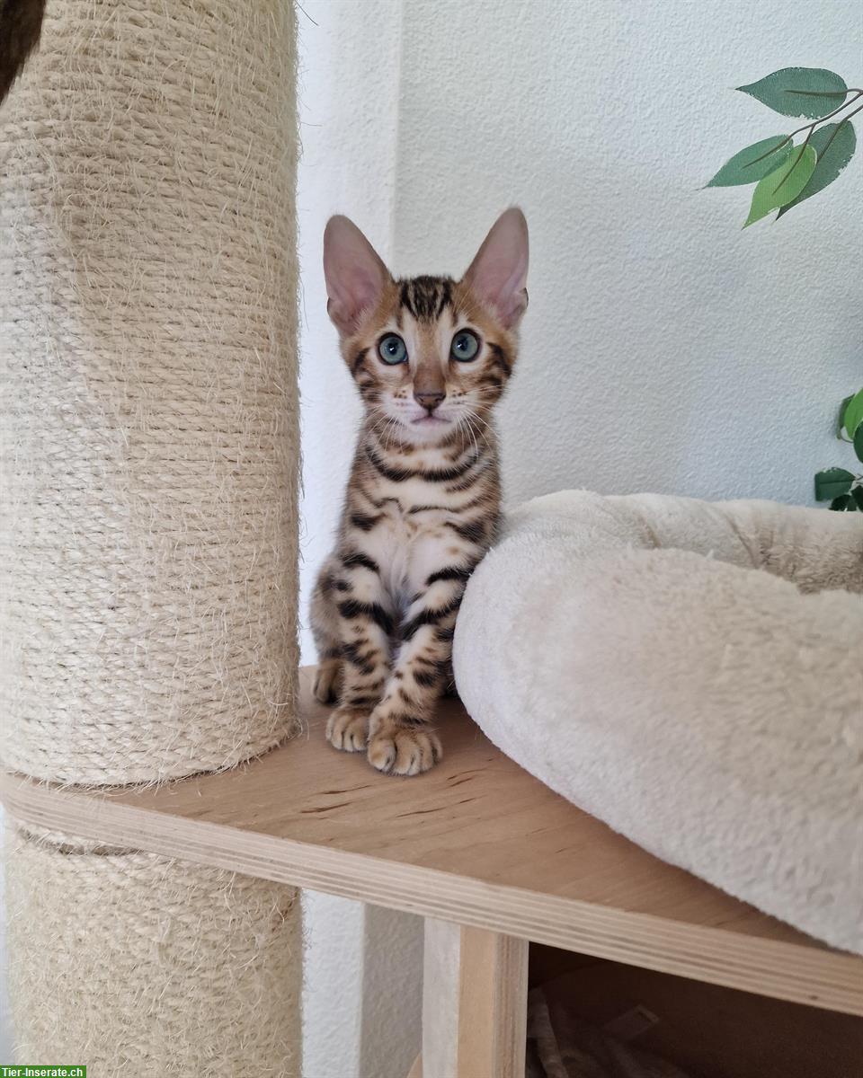 Bild 8: Reinrassige Bengal Kitten mit Stammbaum