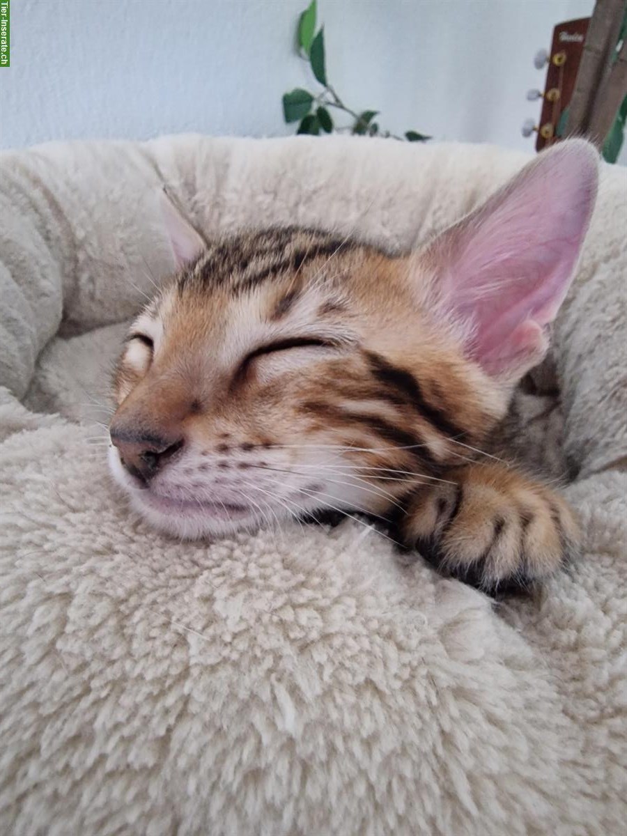 Bild 9: Reinrassige Bengal Kitten mit Stammbaum