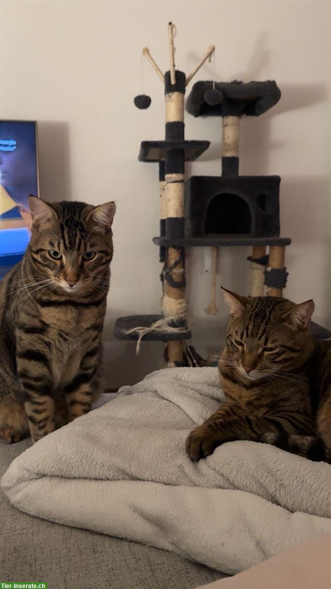 2 Katzen, halb Bengal / halb europäische Hauskatze