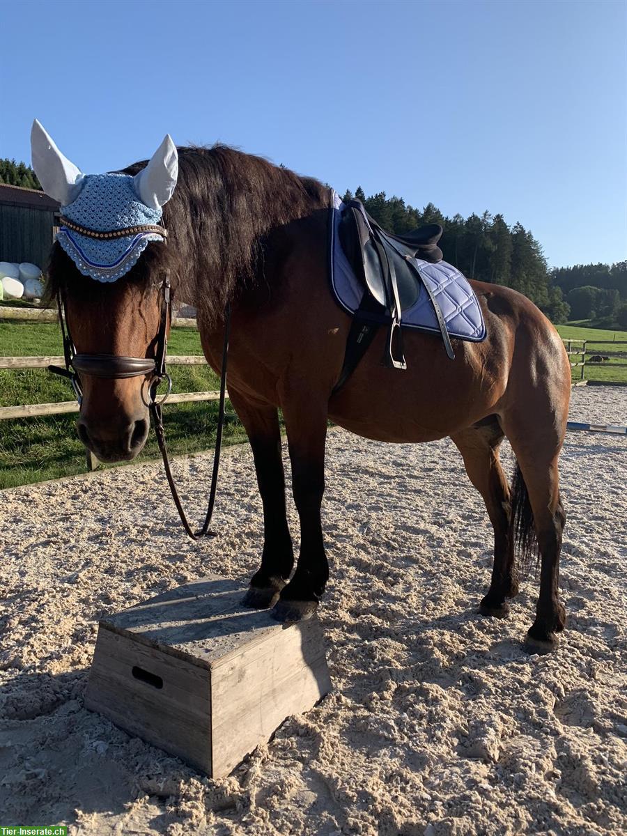 Reitbeteiligung für Fribi-Mix Stute in Kleindöttingen AG