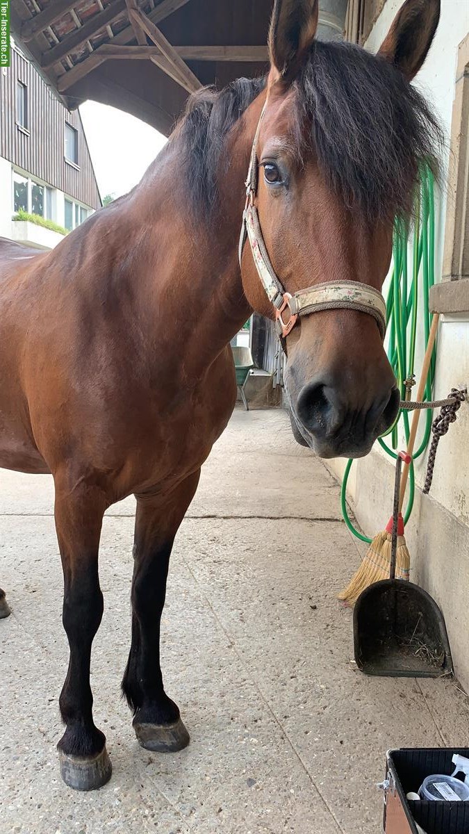 Bild 2: Reitbeteiligung für Fribi-Mix Stute in Kleindöttingen AG