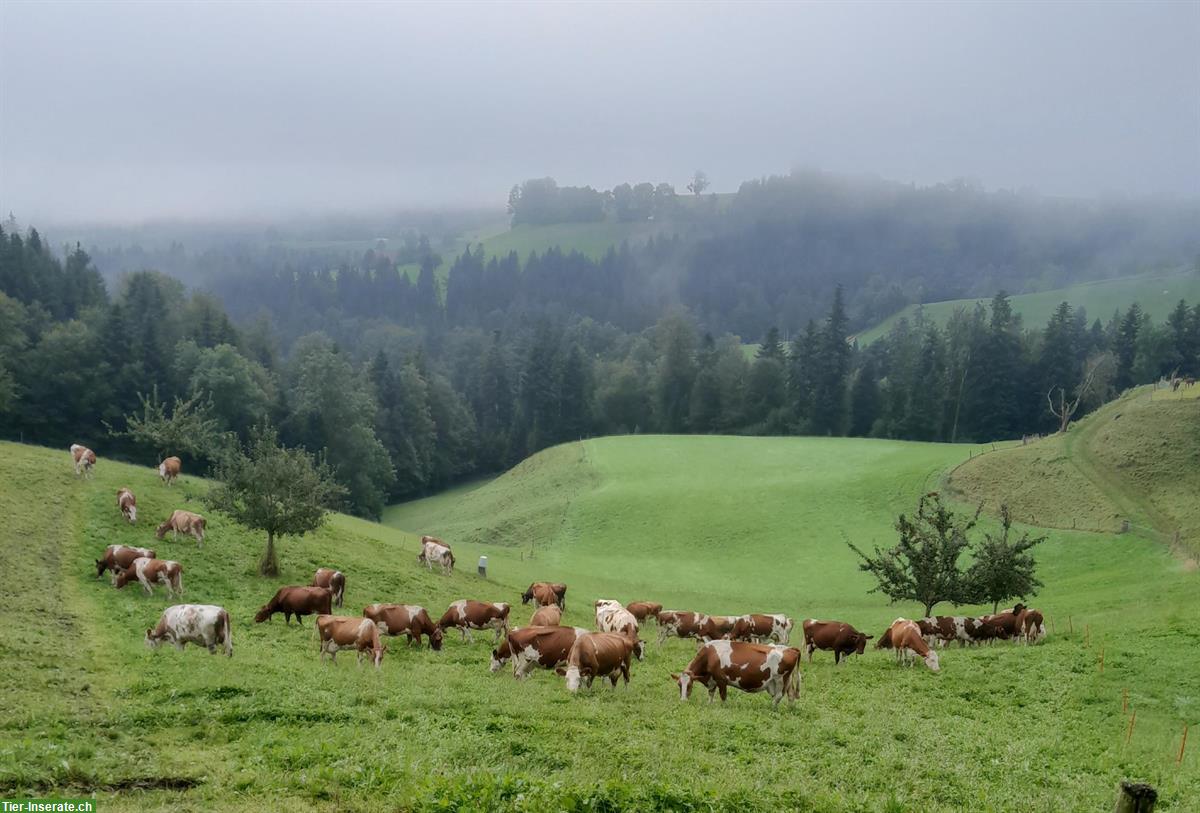 SF-Kuh, Swiss Fleckvieh zu verkaufen