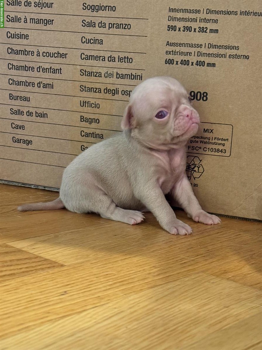 Bild 5: Wunderschöne Mops Welpen bald bereit für neues Zuhause