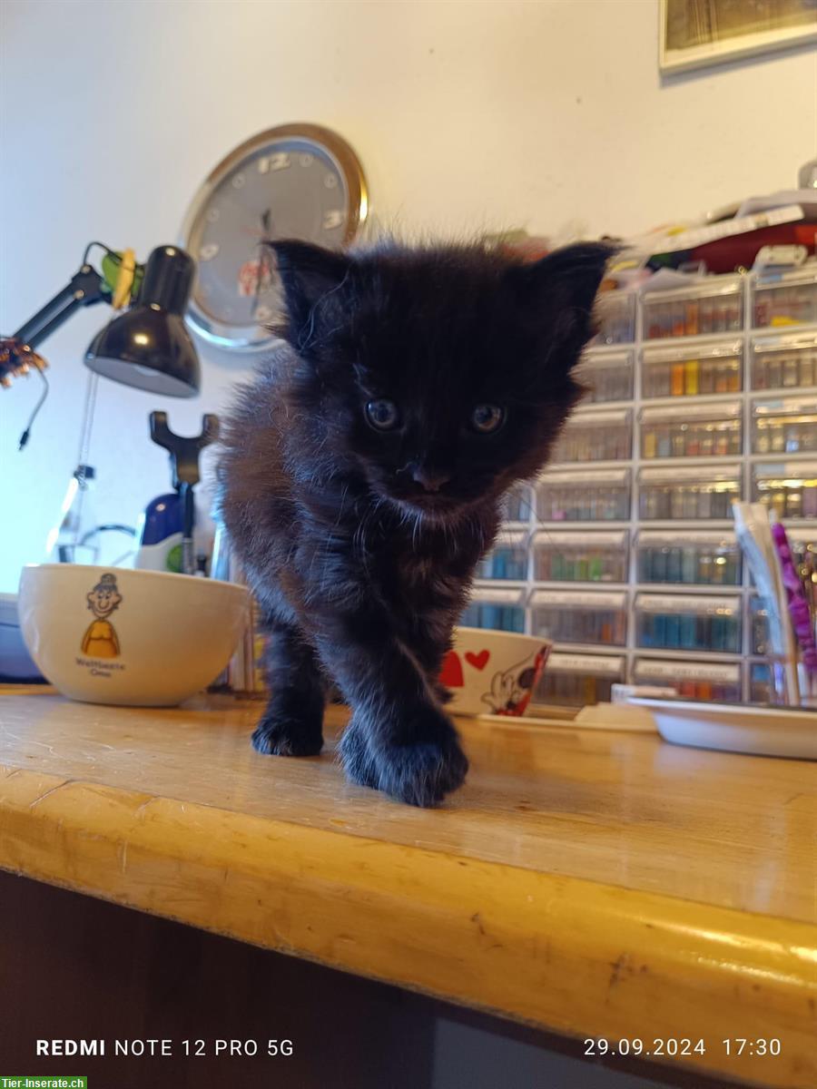 Maine Coon Kitten Kater, schwarz