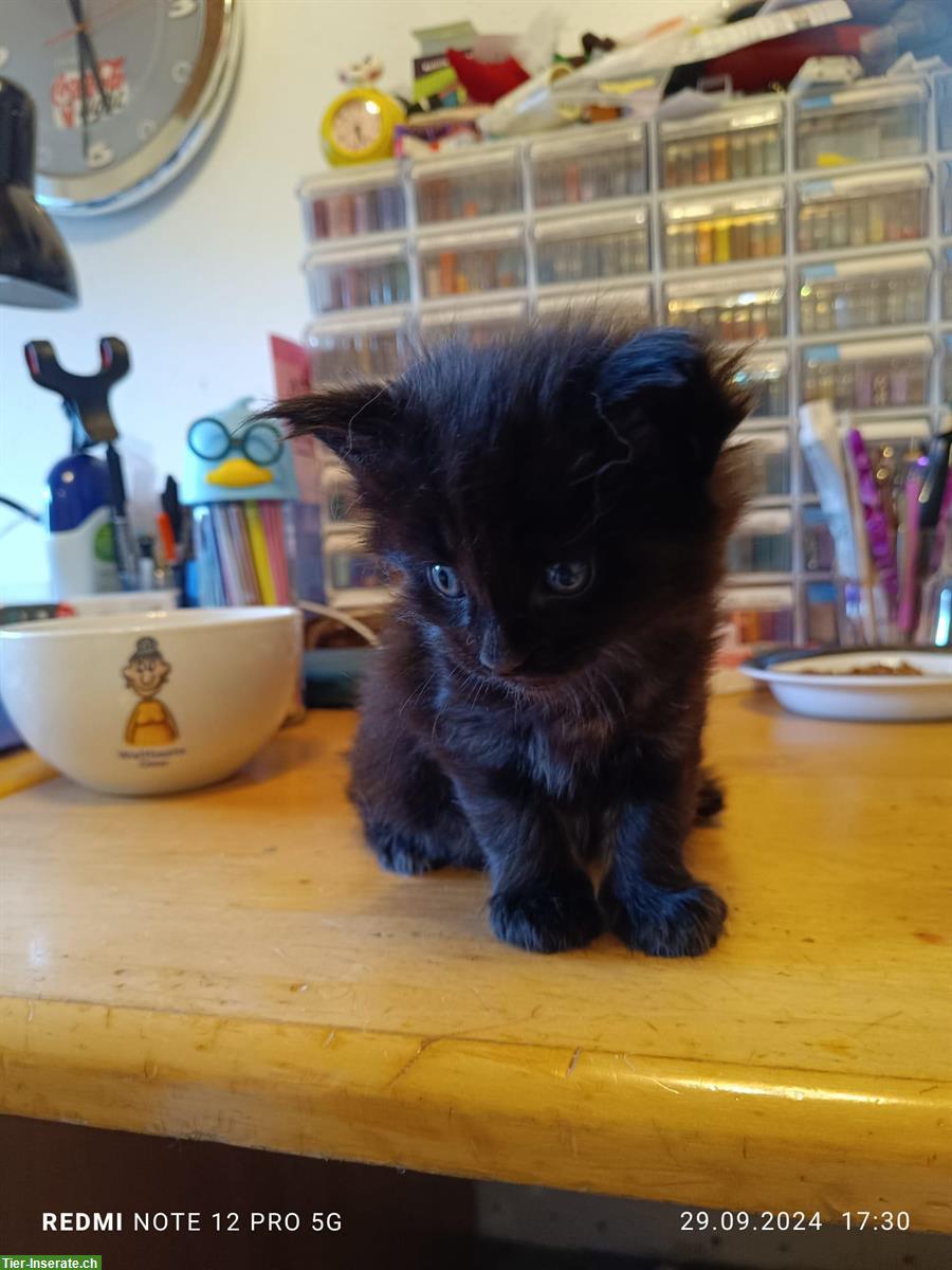 Bild 2: Maine Coon Kitten Kater, schwarz