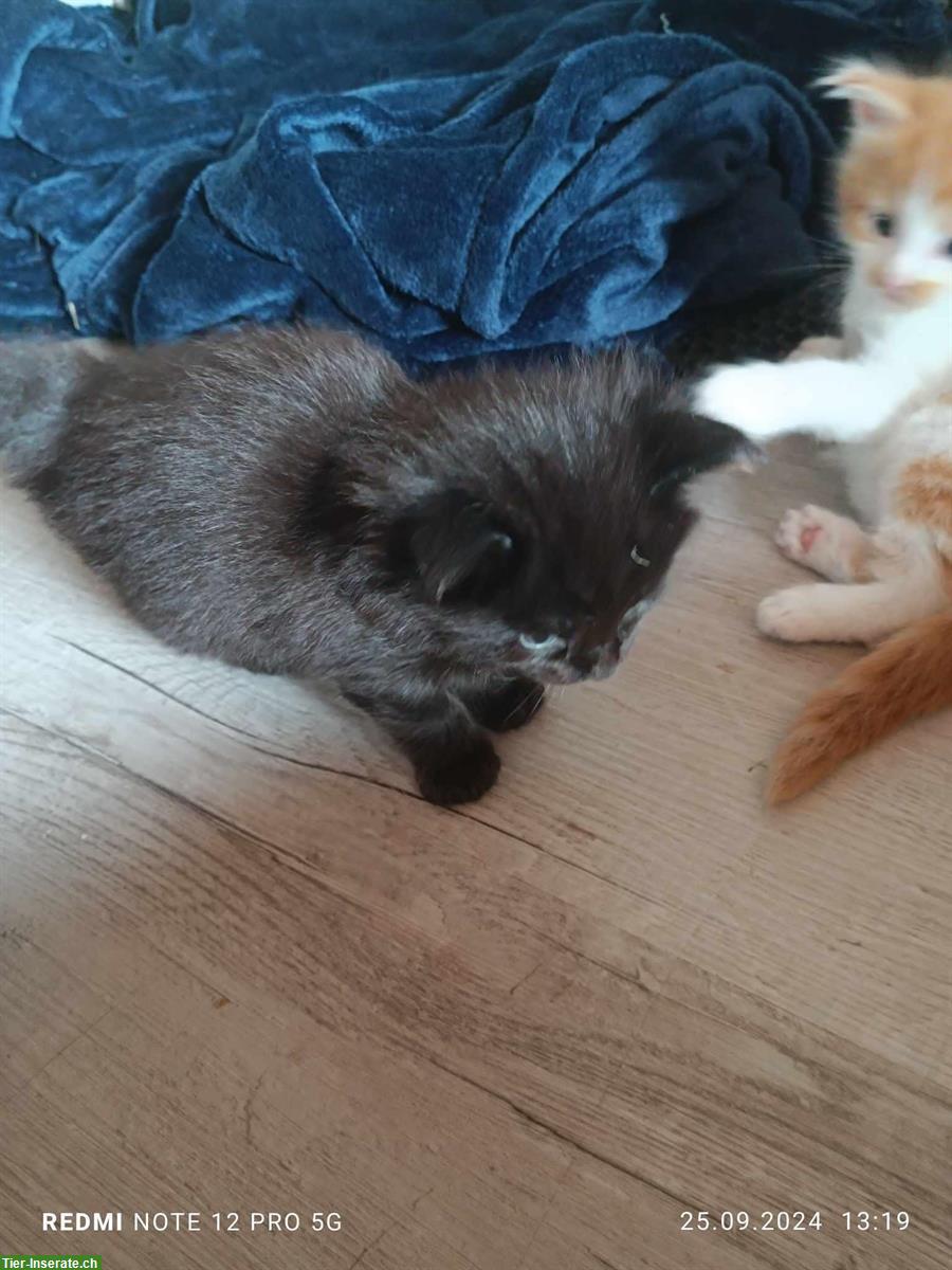 Bild 3: Maine Coon Kitten Kater, schwarz