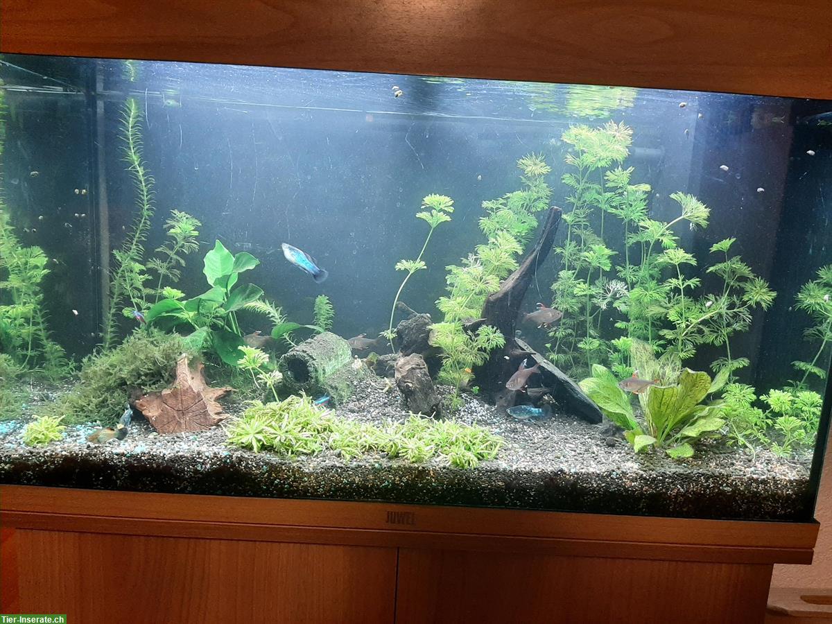 Bild 2: Aquarium Juwel Rio 125l komplett mit Schrank & Fische