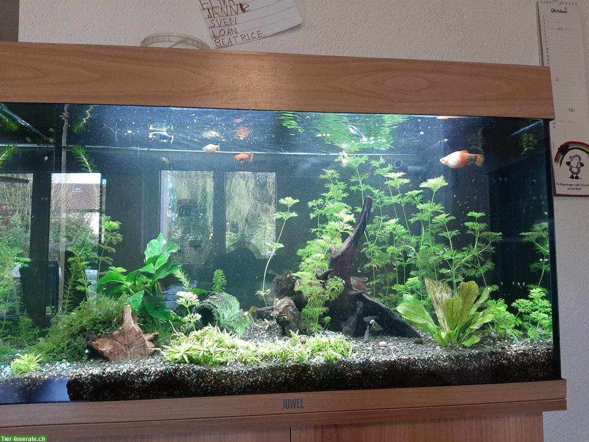 Bild 3: Aquarium Juwel Rio 125l komplett mit Schrank & Fische