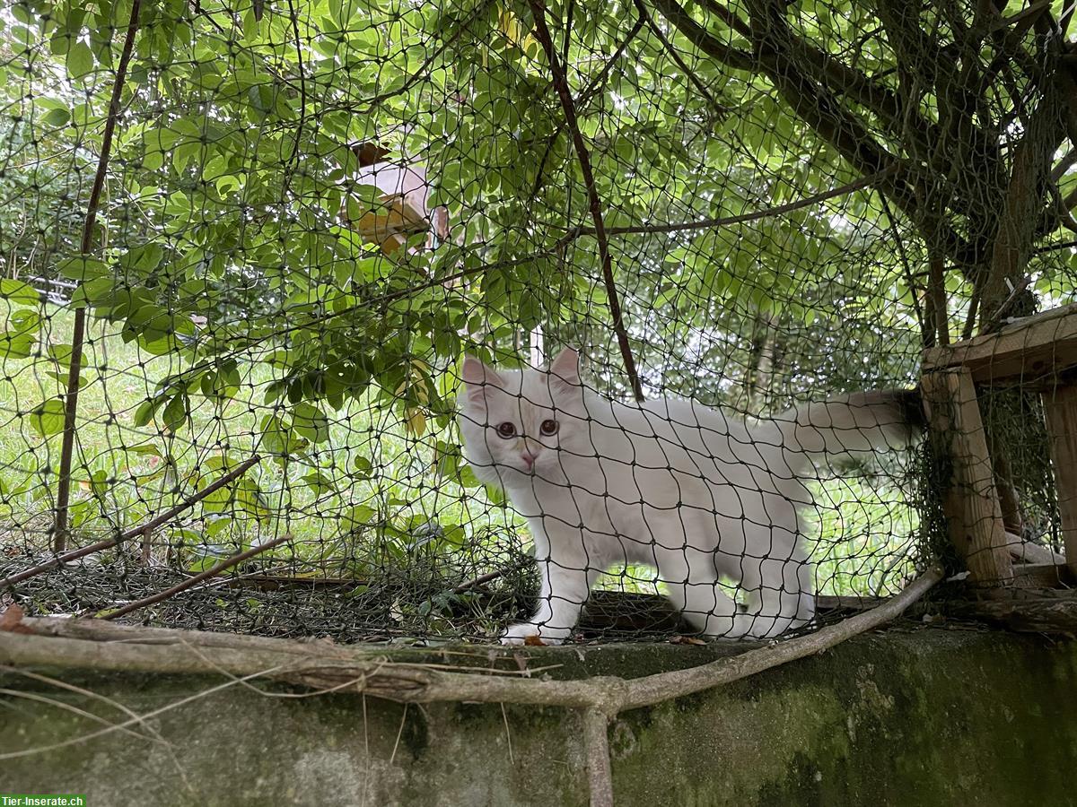 Bild 2: Sibirisches Kitten Pärchen aus Hobbyzucht