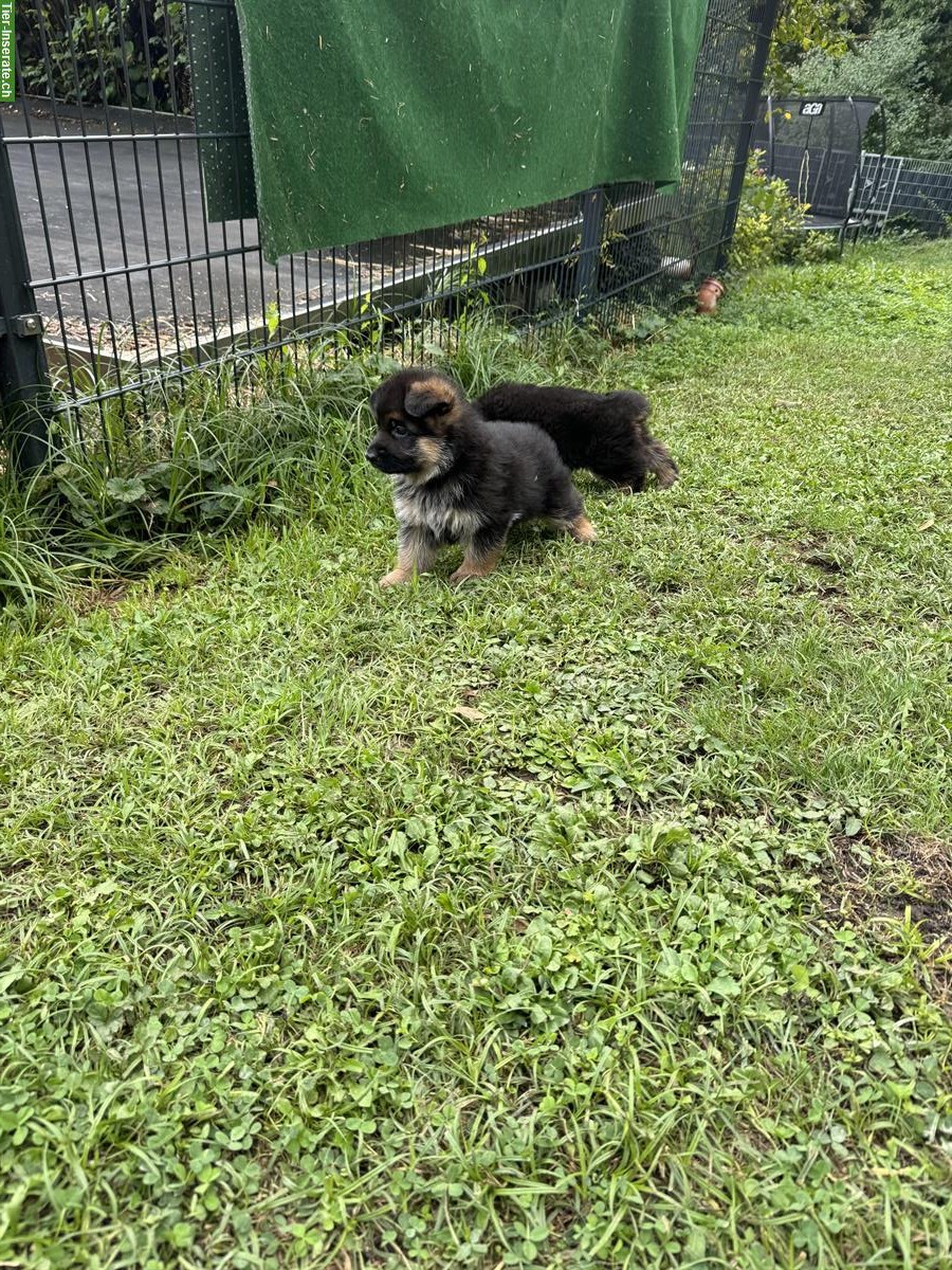 Bild 2: Deutscher Schäferhund Welpen, noch 1 Hündin