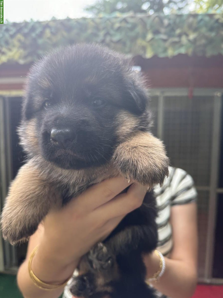 Bild 4: Deutscher Schäferhund Welpen, noch 1 Hündin