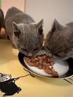 2 junge BKH Kater zu verkaufen