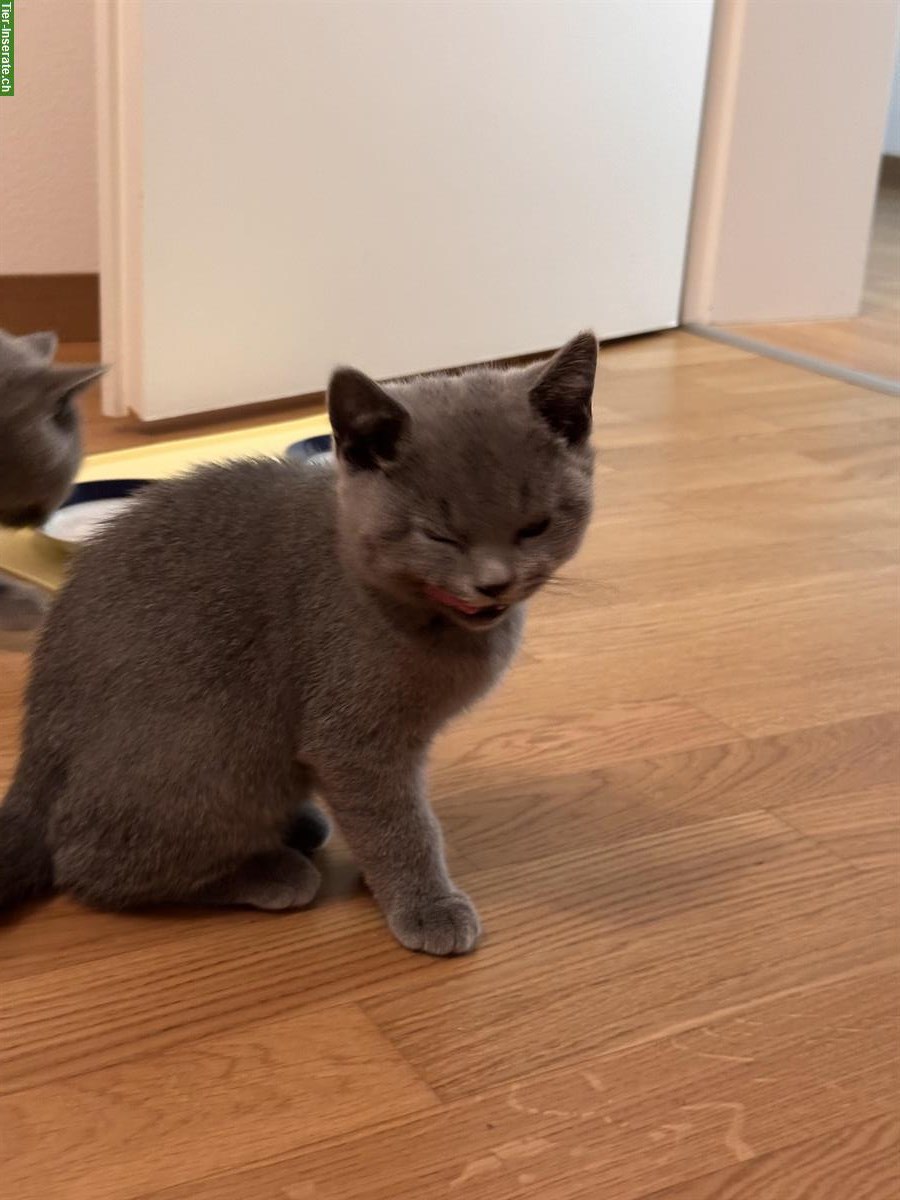 Bild 3: 2 junge BKH Kater zu verkaufen