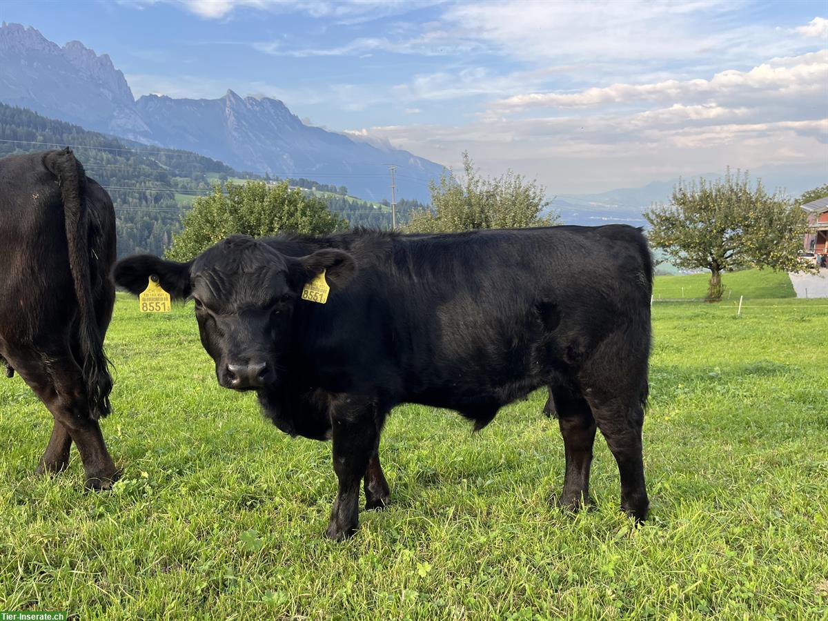 Reinrassiger Lowline Stier zu verkaufen