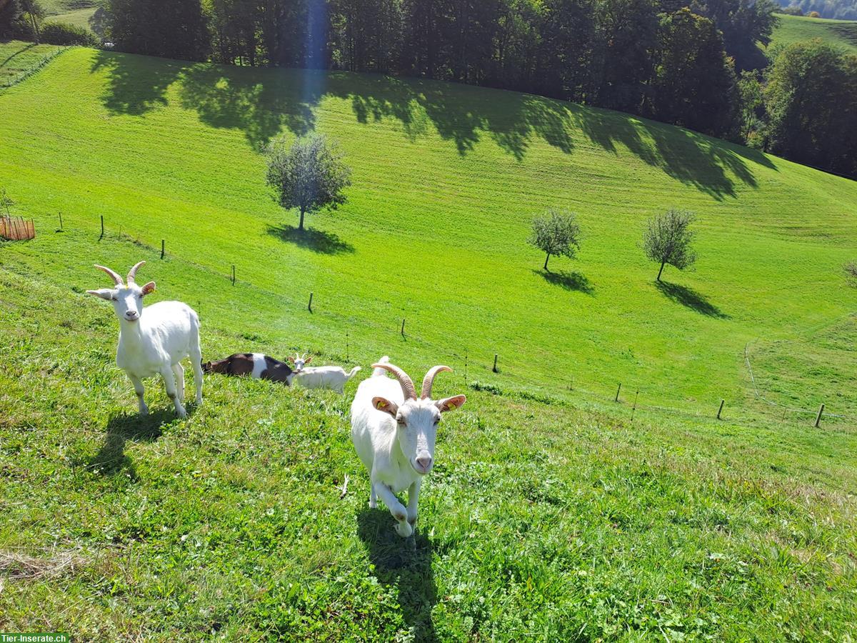 Kleine Ziegenherde zu verkaufen