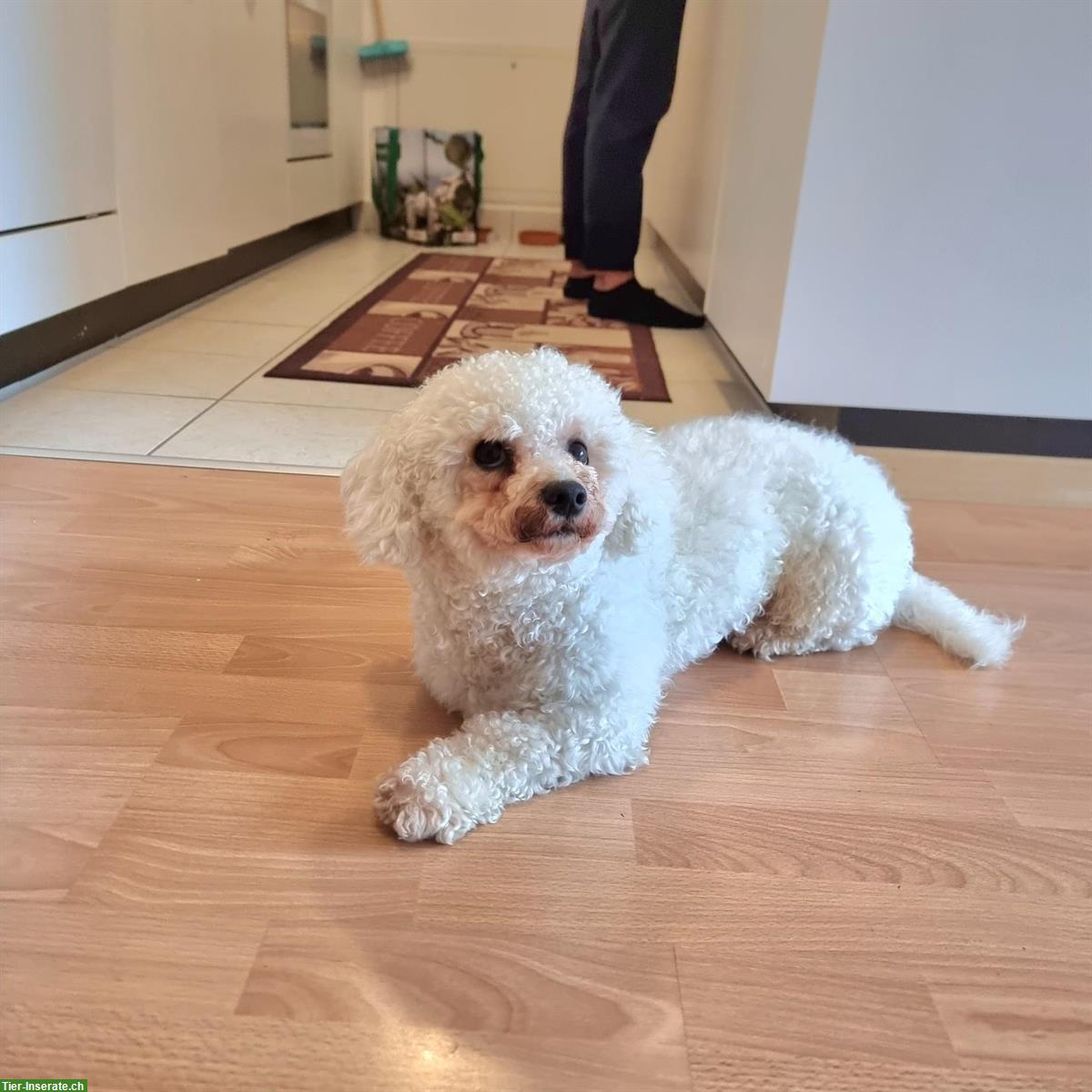 Bild 2: 1-jähriger Bichon Frisé Rüde sucht liebes Zuhause