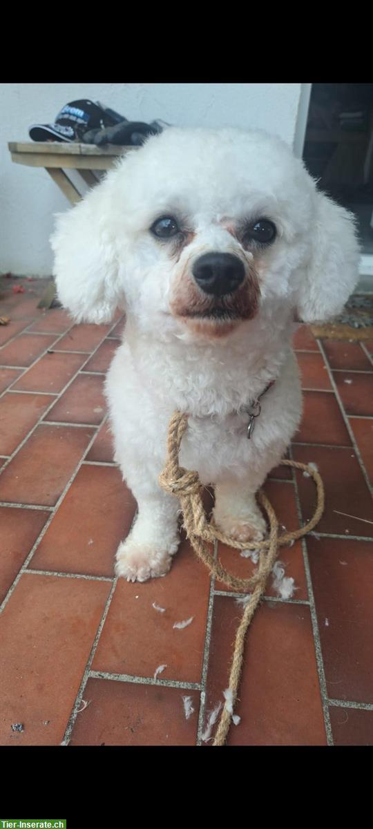 Bild 3: 1-jähriger Bichon Frisé Rüde sucht liebes Zuhause