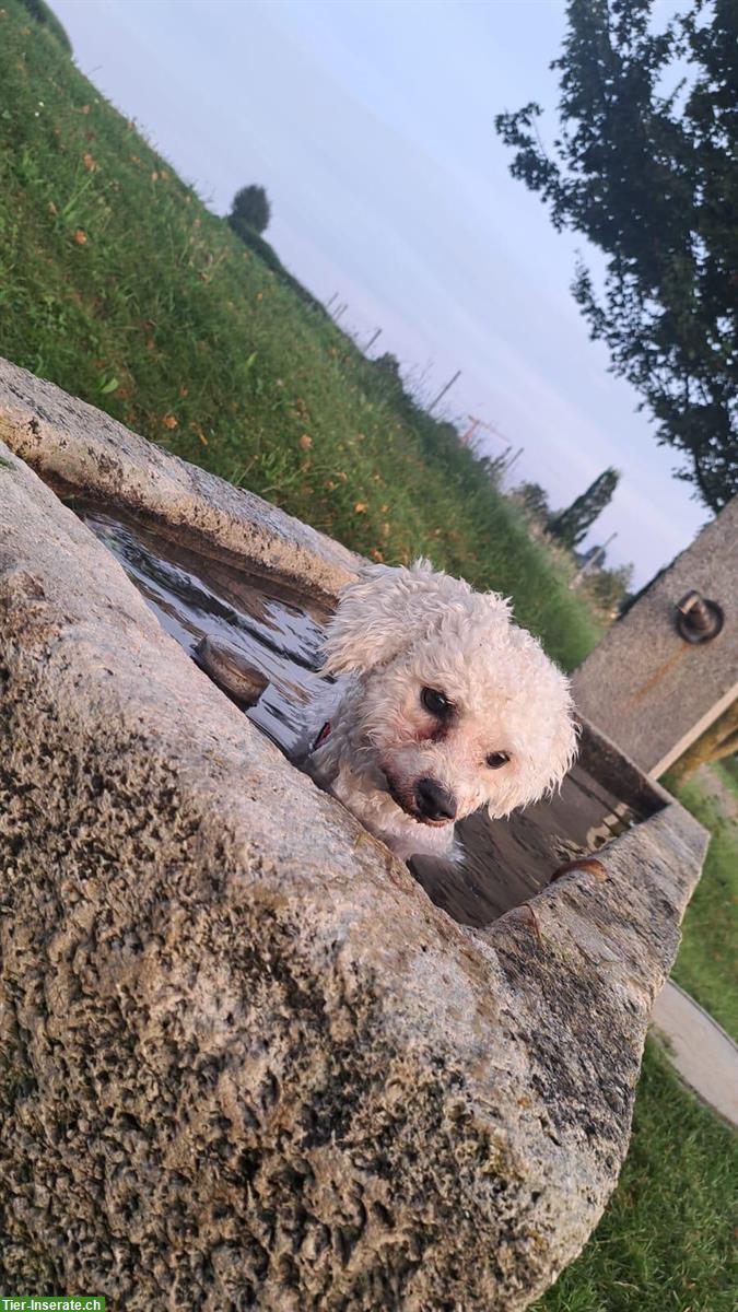 Bild 4: 1-jähriger Bichon Frisé Rüde sucht liebes Zuhause