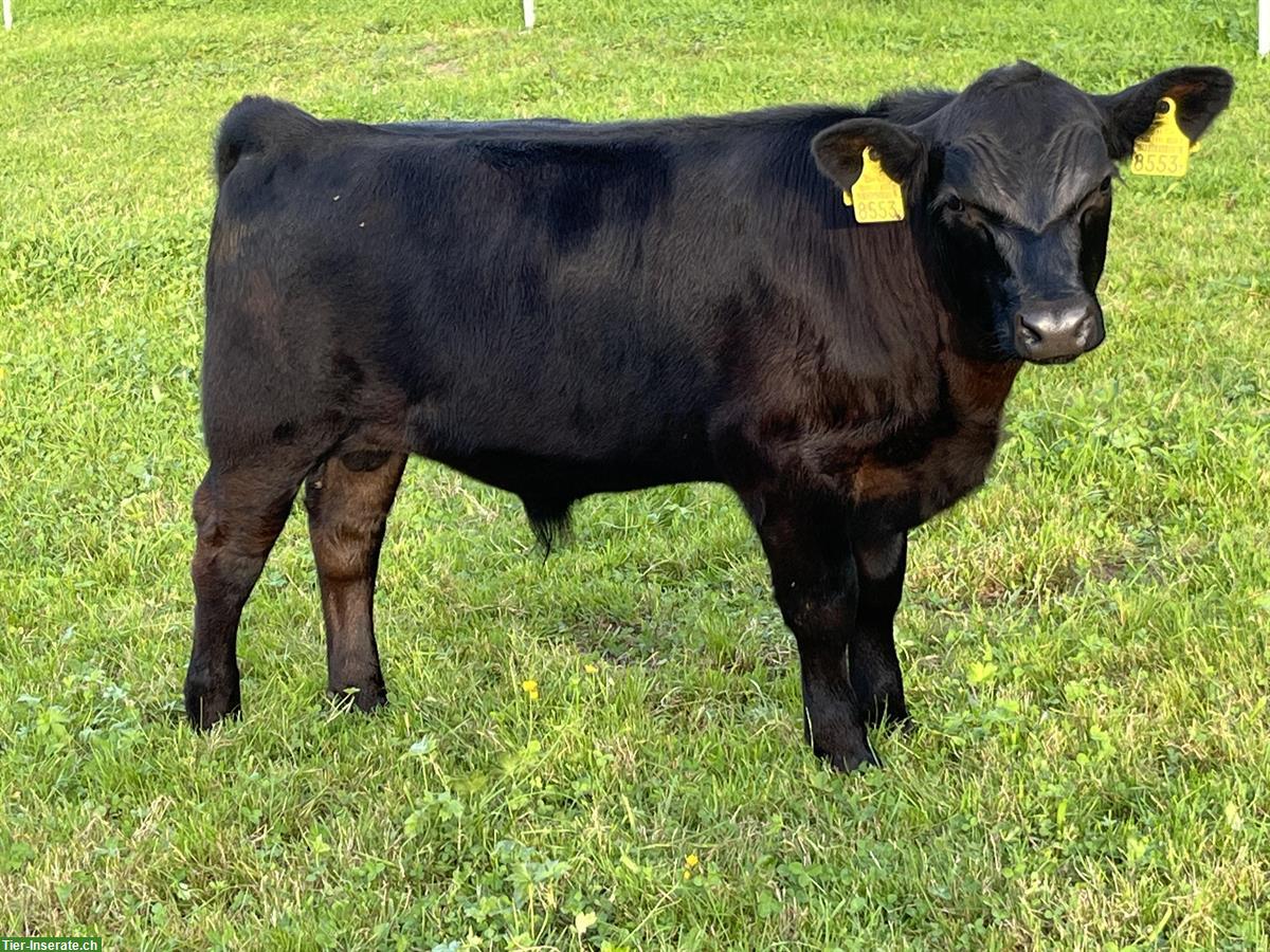 Lowline Stier, reinrassig zu verkaufen