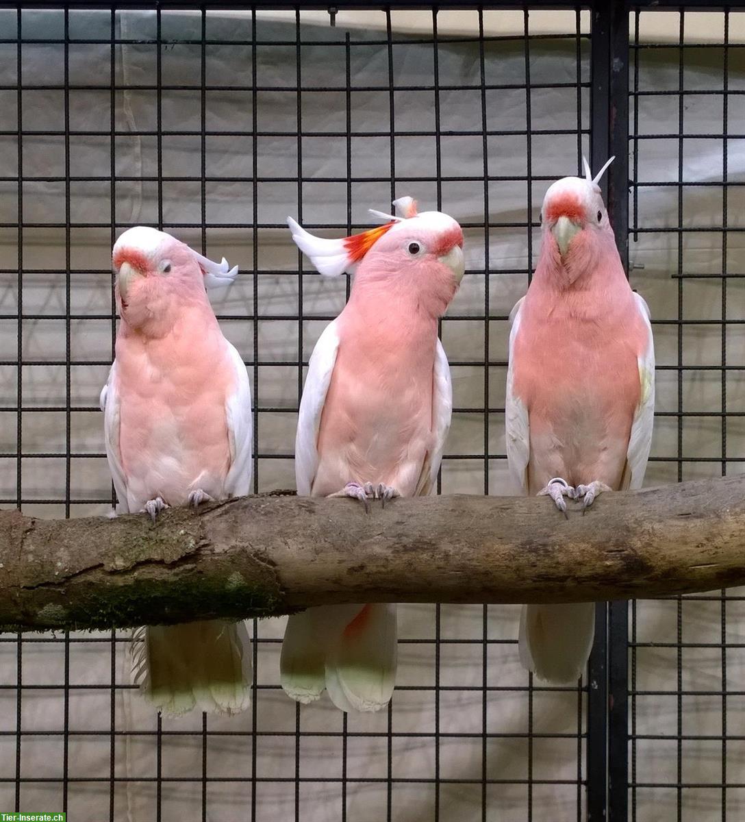 Sing- & Ziervogelausstellung Stadthalle Sursee | 4.-6. Oktober