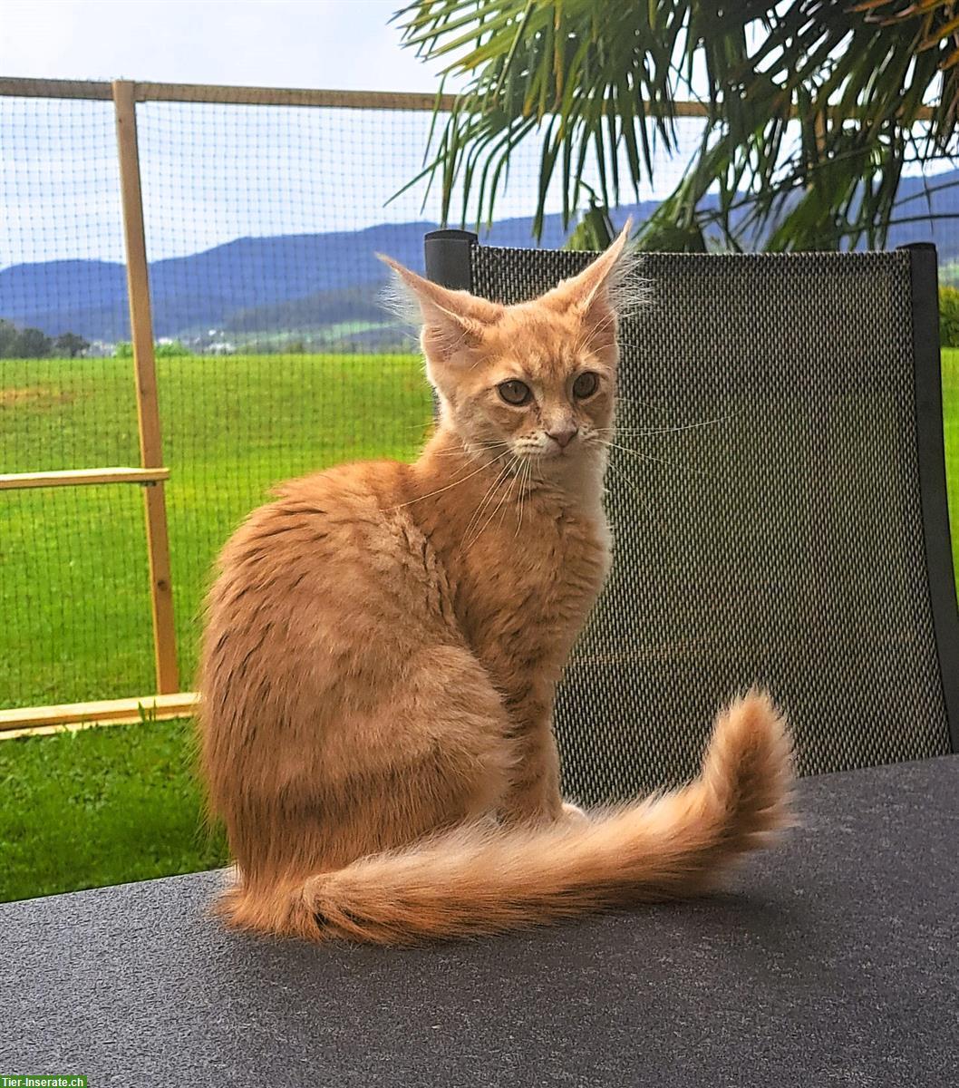 Rote Maine Coon Katzenmädchen, reinrassig