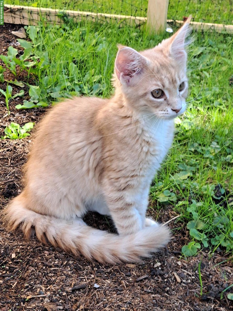 Bild 2: Rote Maine Coon Katzenmädchen, reinrassig