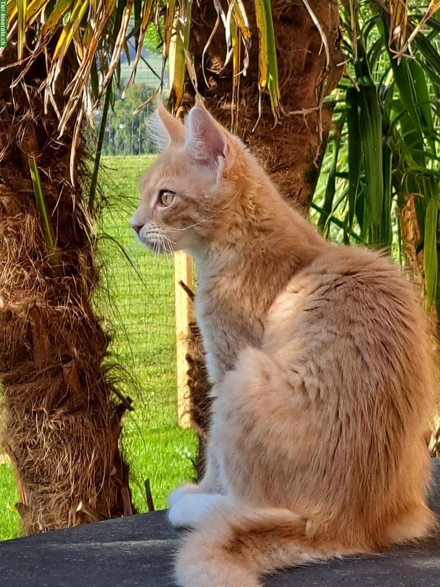 Bild 3: Rote Maine Coon Katzenmädchen, reinrassig